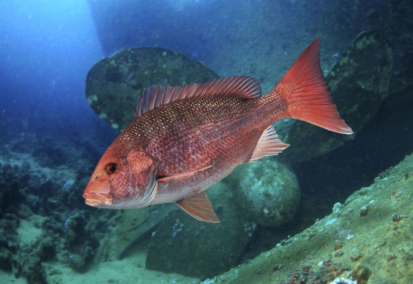 Vermilion Snapper