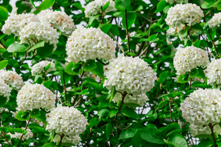 Viburnum  