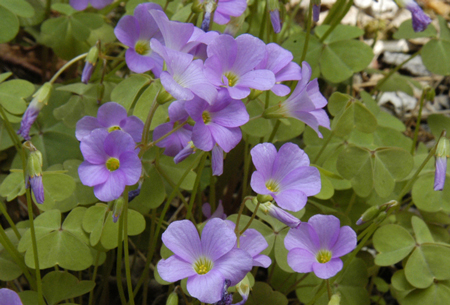 Violet wood sorrel