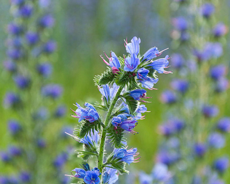 Viper’s bugloss 