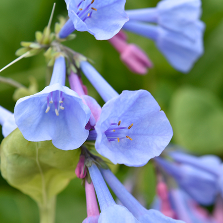 Virginia bluebells 