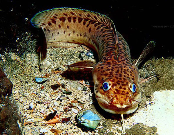 Vulgaris Anthias