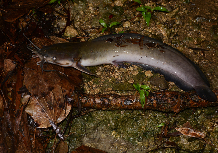 Walking Catfish