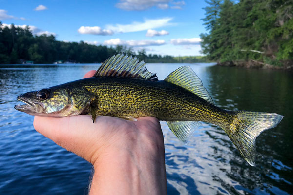 Walleye