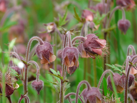 Water avens 