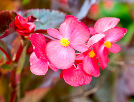 Wax Begonia 