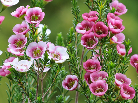 Waxflower