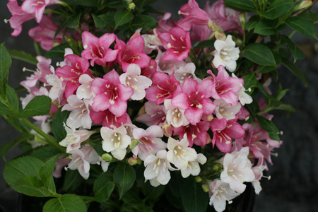 Weigela