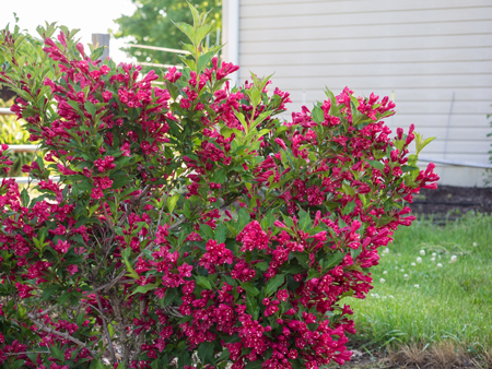 Weigela  