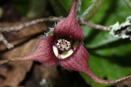 Western Wild Ginger