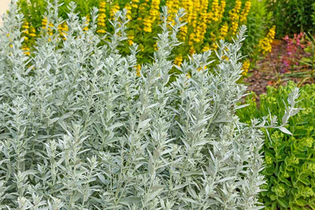 Western mugwort 