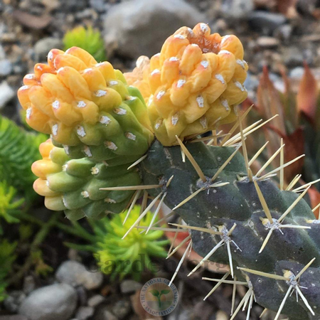 Whipple’s Cholla 