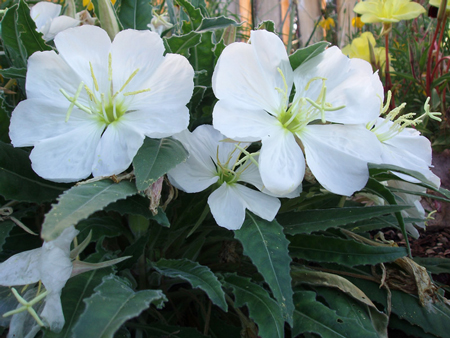 White evening primrose