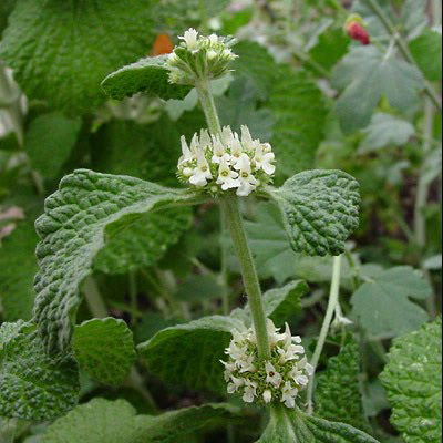 White horehound 