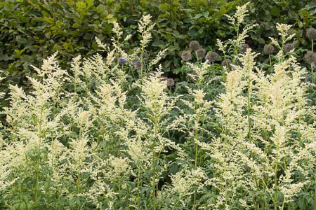 White mugwort 