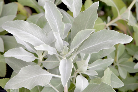 White sage 