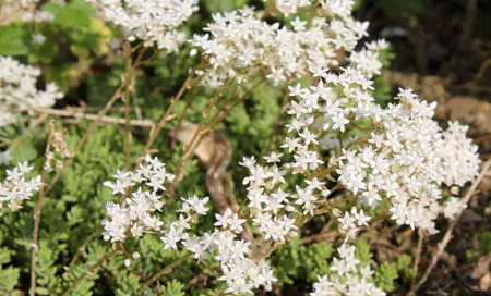 White stonecrop 