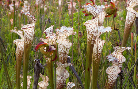 White trumpet pitcher