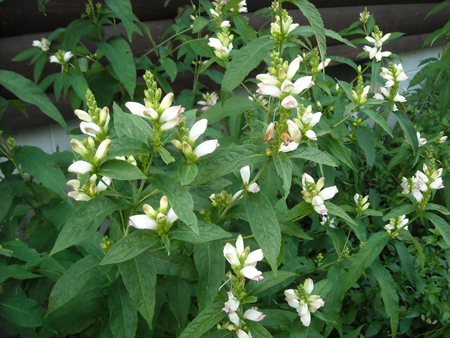 White turtlehead 