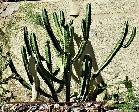 Whortleberry Cactus 