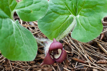 Wild Ginger 