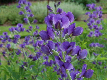 Wild indigo 