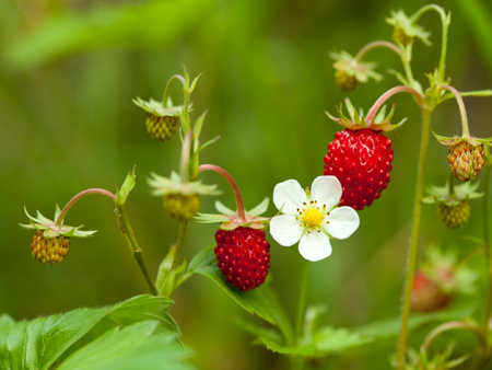 Wild strawberry 