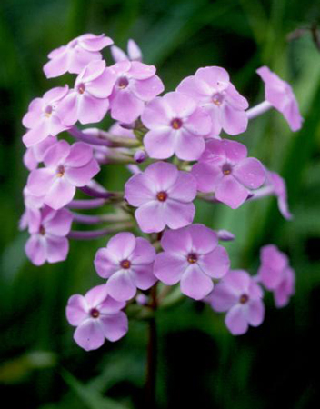 Wild sweet William