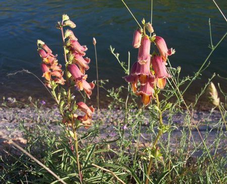 Willow-leaved foxglove 