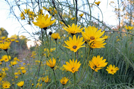 Willow-leaved sunflower 