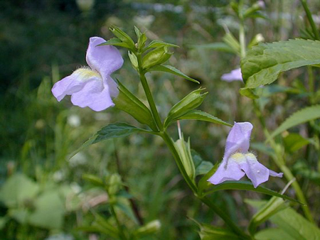 Winged monkey flower