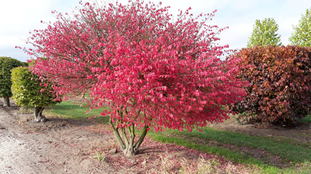 Winged spindle tree