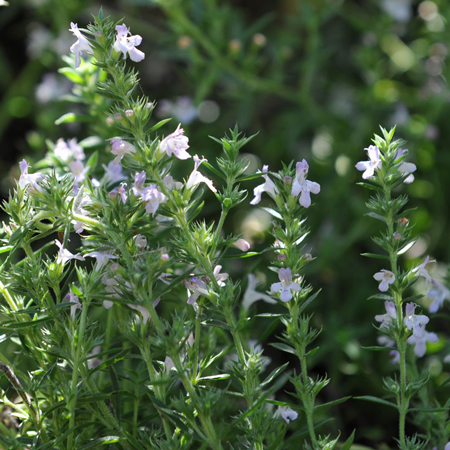 Winter savory 