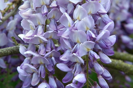 Wisteria