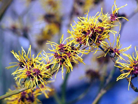 Witch Hazel 