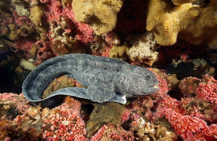 Wolf-eel