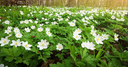 Wood anemone 