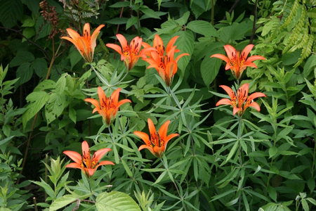 Wood lily 