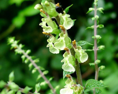 Wood sage 