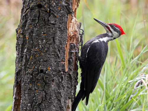 Woodpecker