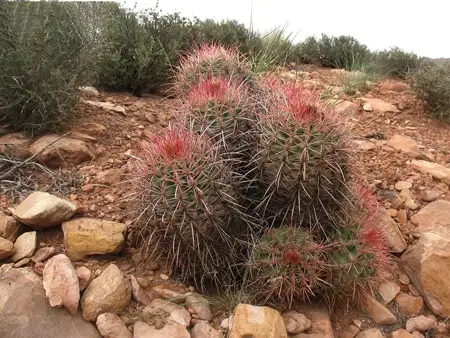 Woolly-headed Barrel Cactus