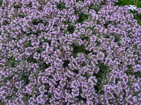Woolly thyme 