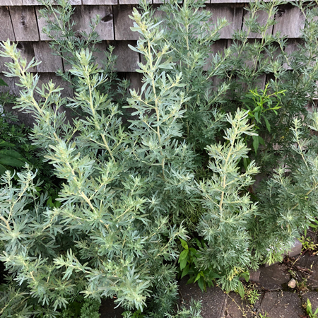 Wormwood  