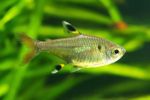 X-ray tetra