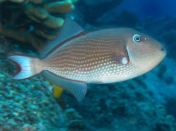 Xanthichthys auromarginatus