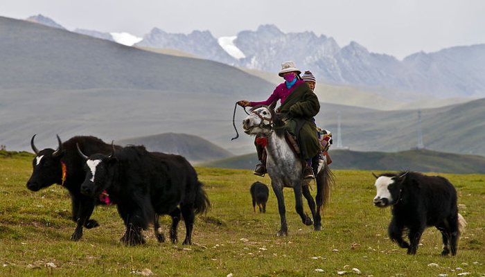 Yak Herding