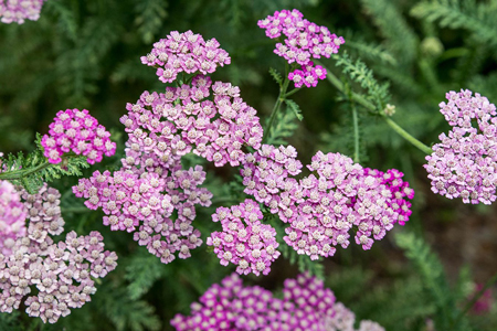 Yarrow  