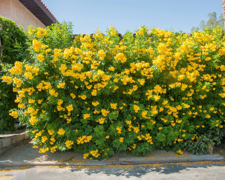 Yellow Bells 