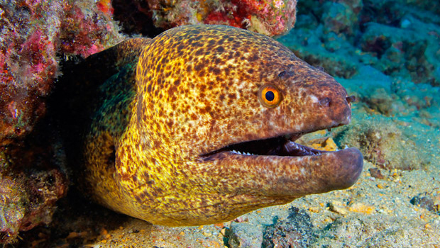 Yellow-Edged Moray