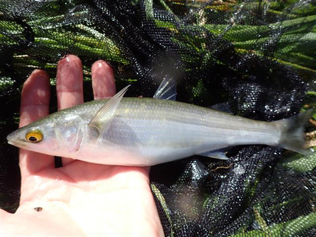 Yellow-Eye Mullet